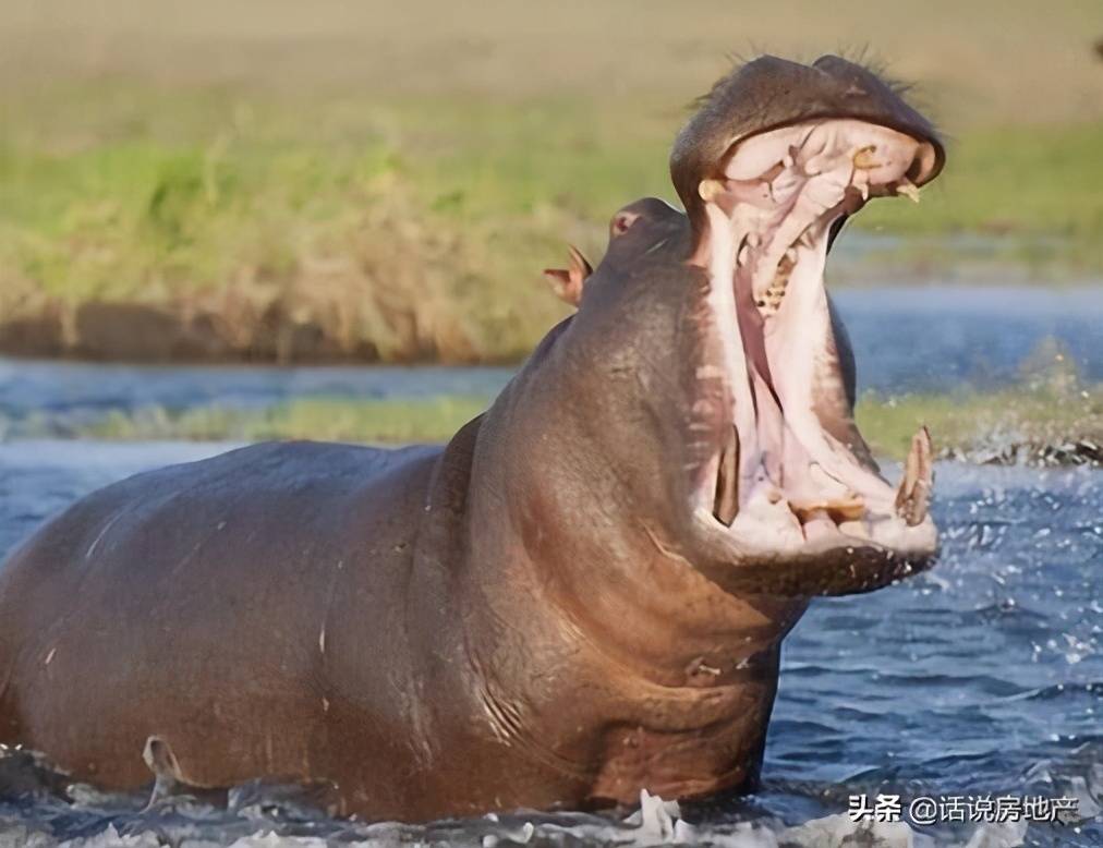 原创全球十大体型最高的动物长颈鹿是最高陆地动物非洲象很庞大
