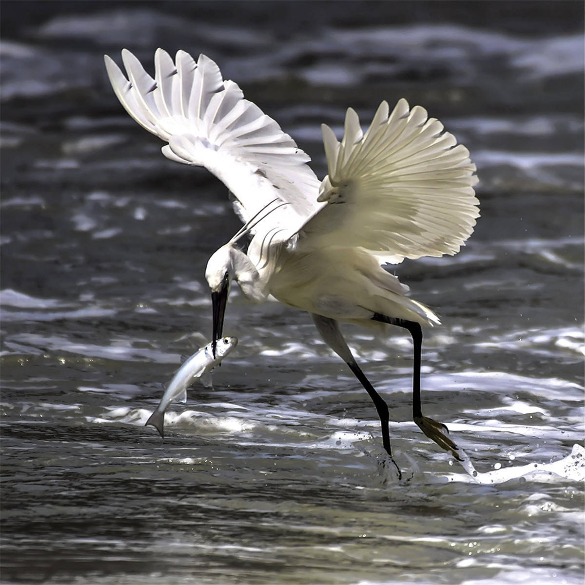 原创中国野生保护鸟类摄影专题作品欣赏01667白鹭