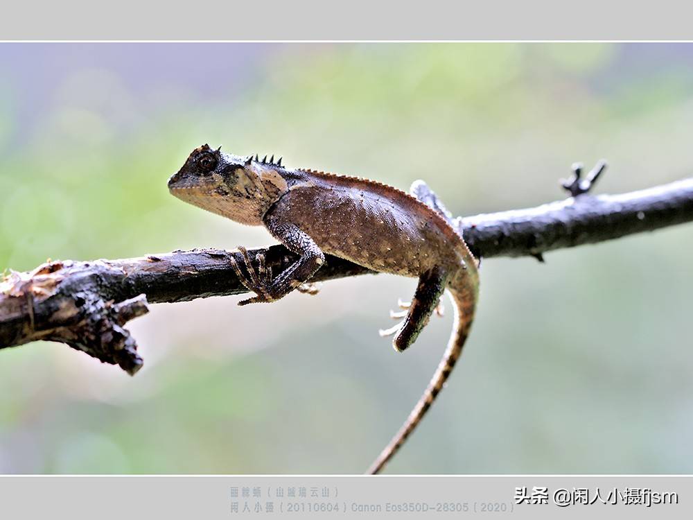 丽棘蜥具备一定的变色能力民间有变色龙之称