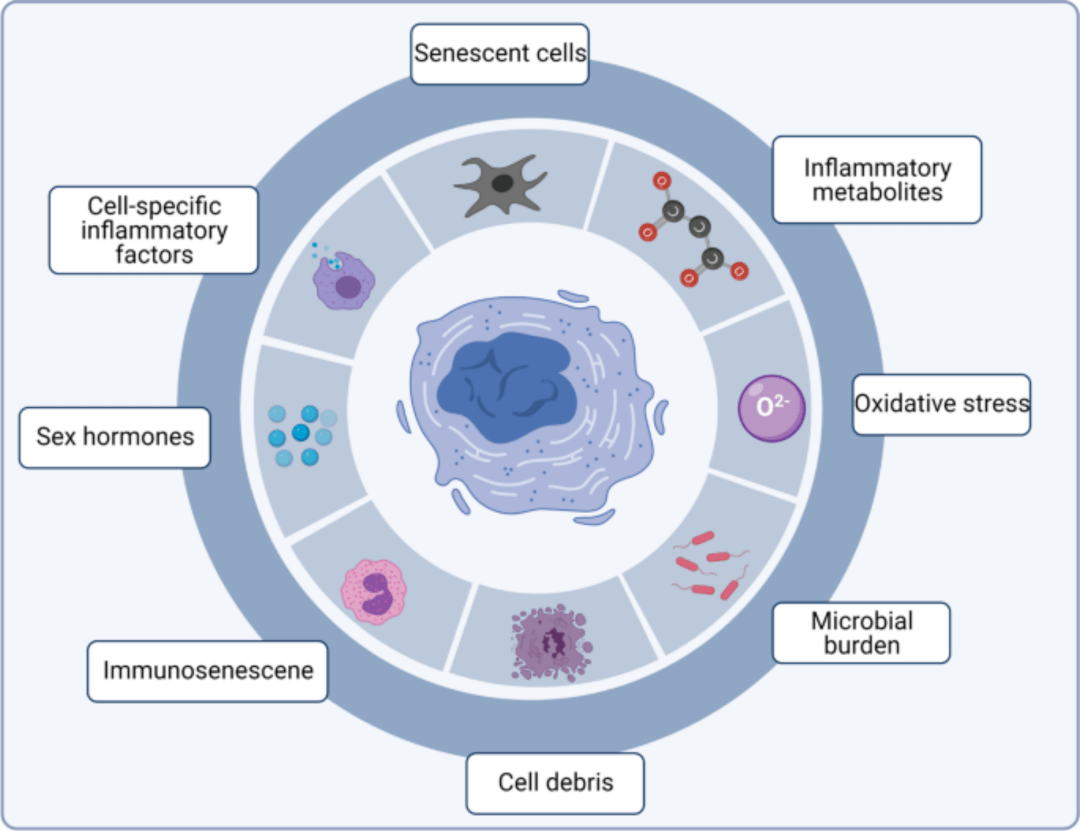 如何对抗衰老补充间充质干细胞或外囊泡