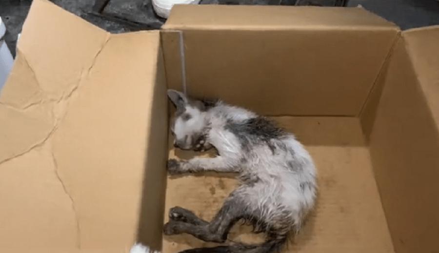 被发现就已经奄奄一息的流浪猫，凭借超强的求生欲，哪怕吃土也要坚持活下去