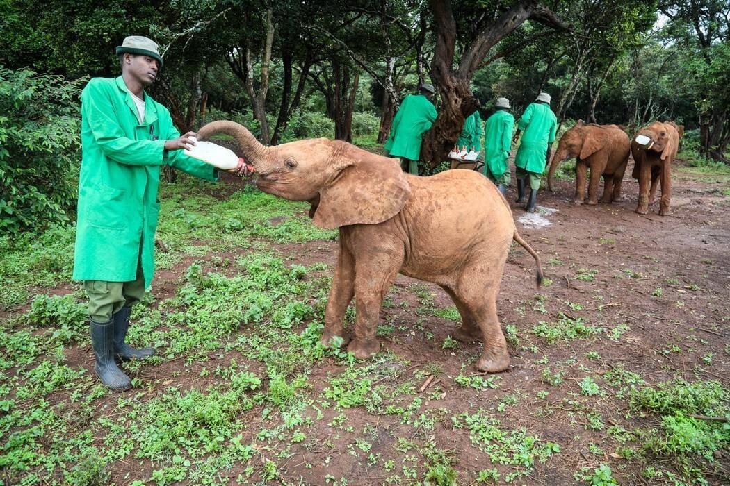 原创天气转凉盘点人类救援动物温馨画面网友超暖心