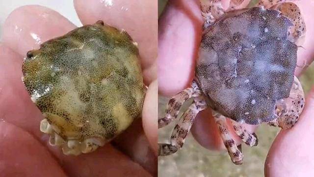 原创蟹坚强8条腿全断1个月断腿重生存活1年人类有望仿照