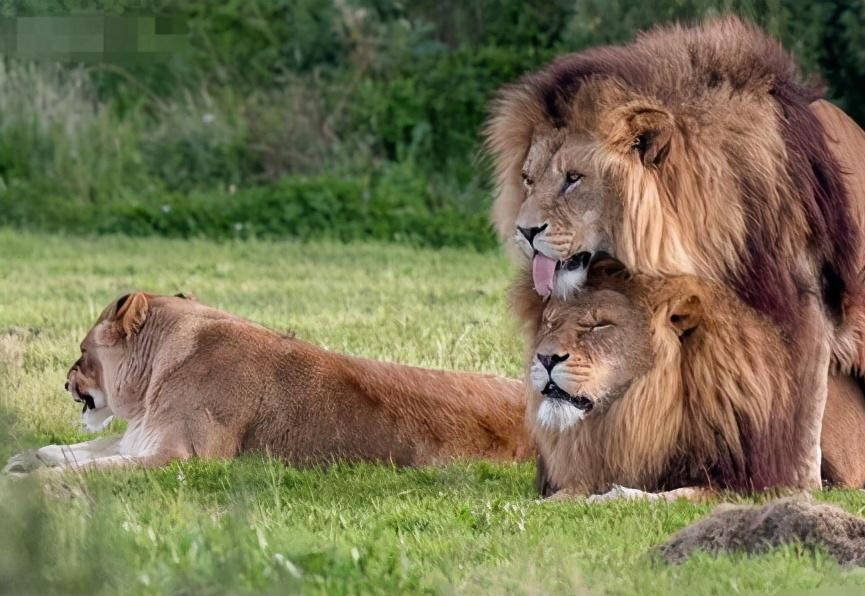 实际上是对雄狮能力的考验和对后代的保护,狮群是典型的母系社会,铁打