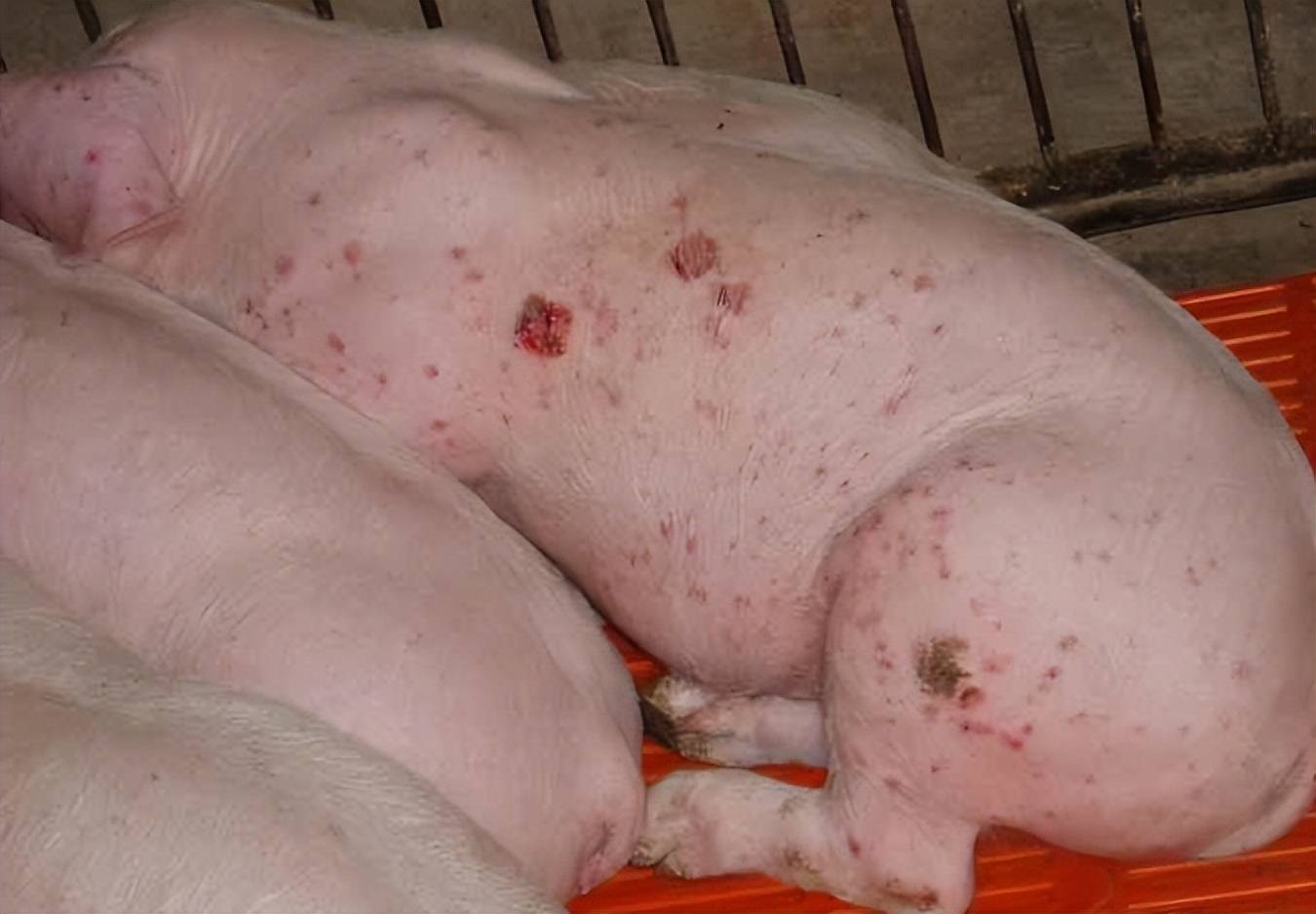 猪败血症症状图片
