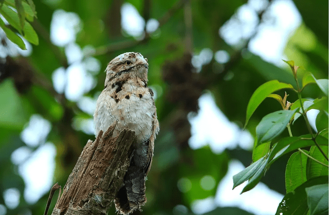 和树干融为一体叫声嘶哑恐怖大林鸱为何被称为鬼鸟