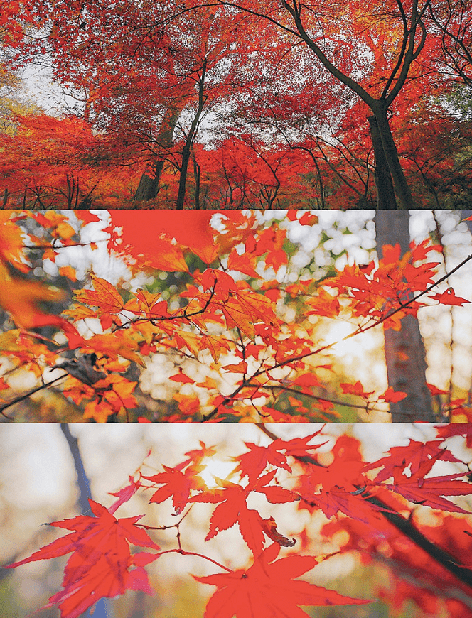 陸羽茶莊為四層仿唐風格,登頂可瞭望長江,紫金山,南京城,棲霞山美景