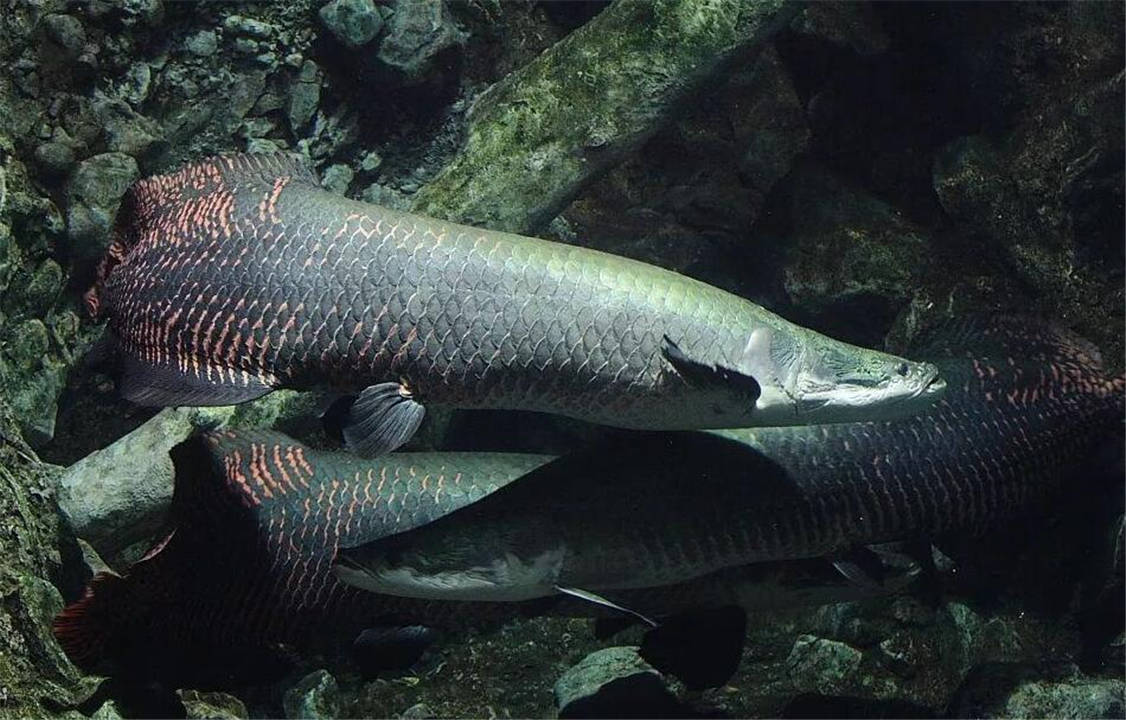 比翻车鱼还傻的巨骨舌鱼,凭本事成为濒危动物,却活了上亿年?