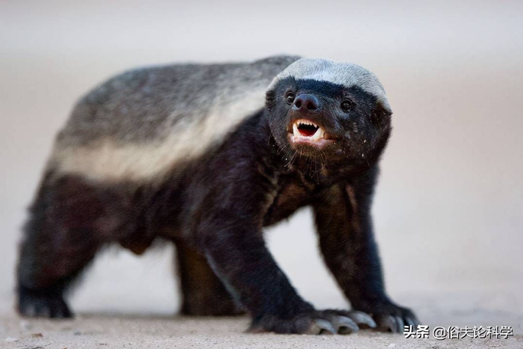 平头哥不仅性格古怪,连生理构造也奇特,它的阴茎骨能刮走精液_动物_人