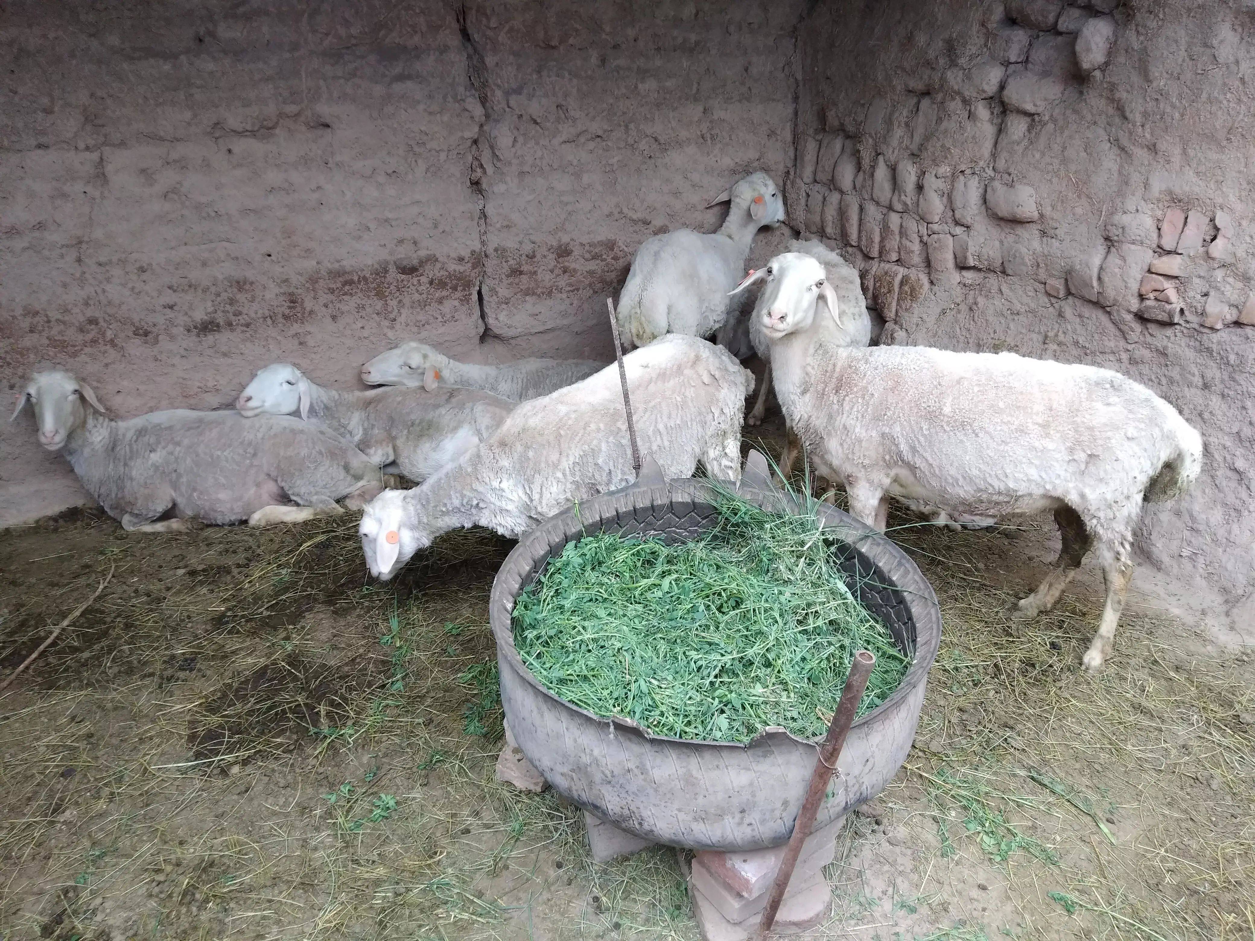 农村羊圈风水位置养羊图片