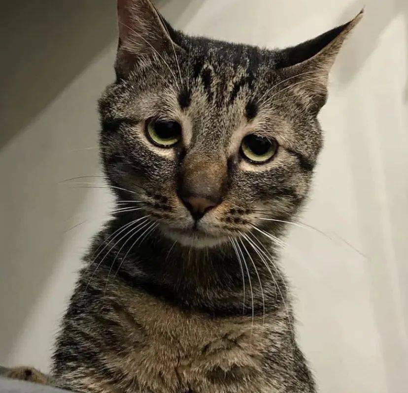 猫咪小时候两眼无神,以为长大能好点,结果…想逗死谁啊!_网友_wen_by