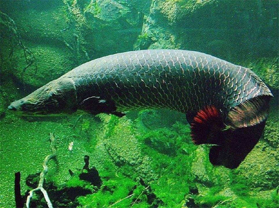 比翻车鱼还傻的巨骨舌鱼,凭本事成为濒危动物,却活了上亿年?