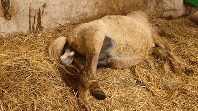 原创蝙蝠竟然会倒立生孩子这些生娃瞬间看得我肚子疼