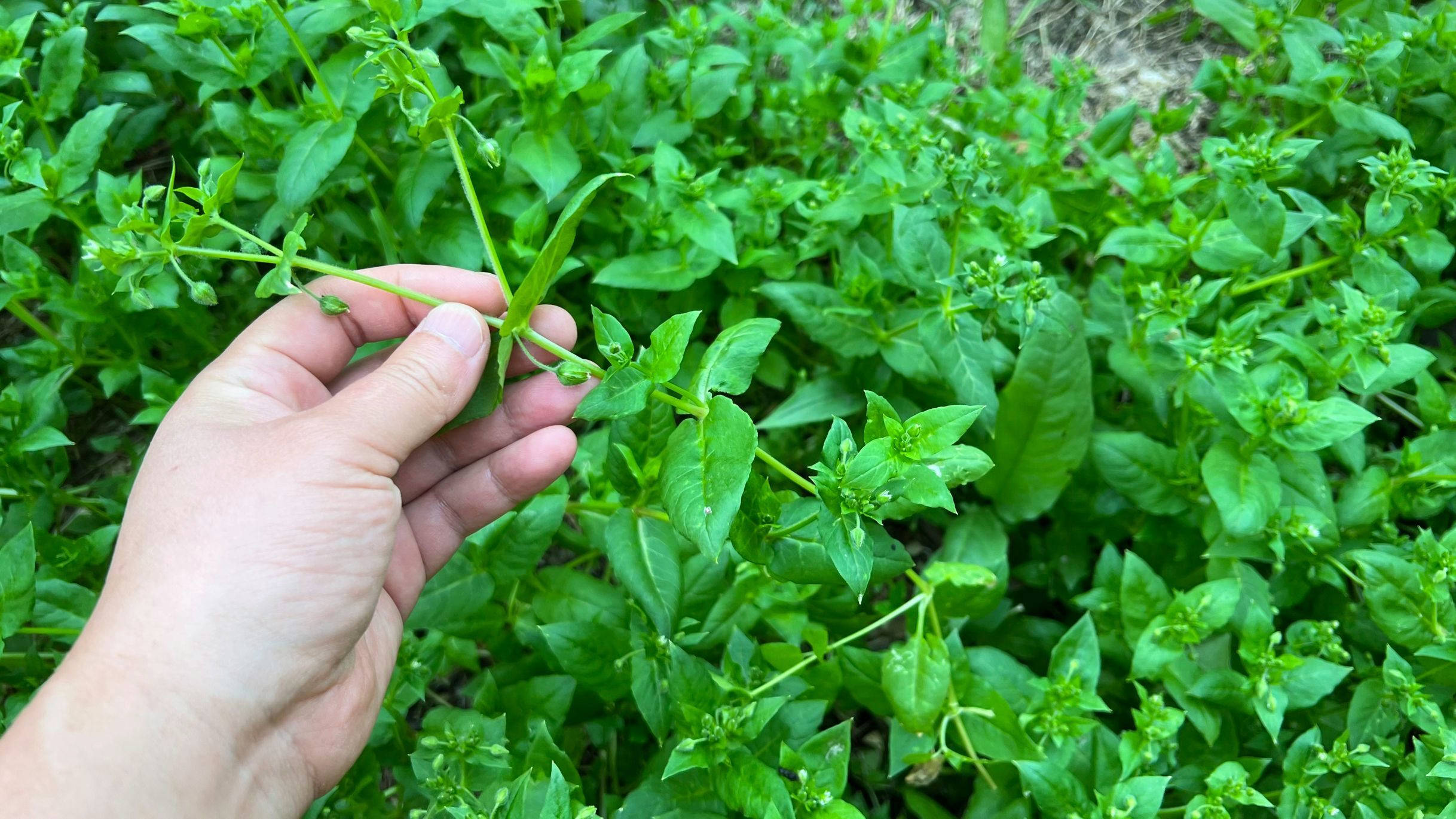 这菜别手软,消暑又养颜,女性要多吃,不懂吃真可惜了