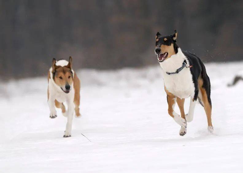 百科 | 短毛牧羊犬,低调的女王挚爱!