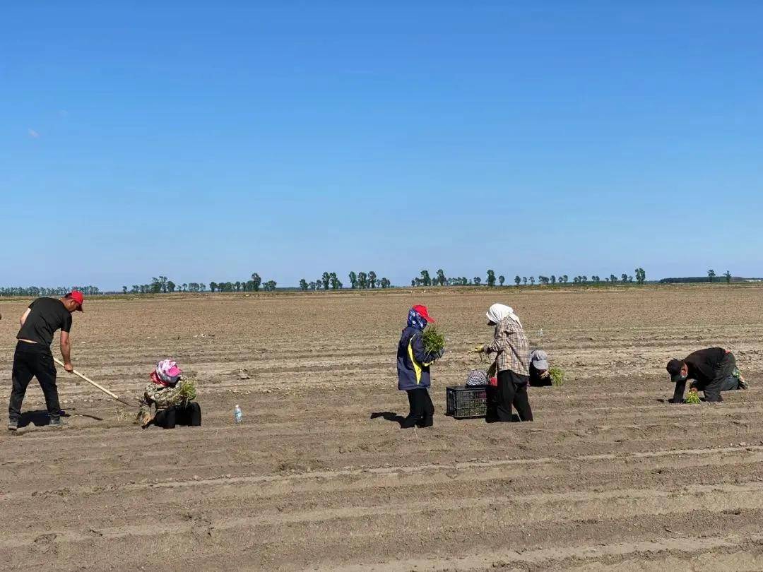 黑龙江绥滨县忠仁镇:裸地蔬菜种植 让农民增收路上"葱"满希望_东兴村