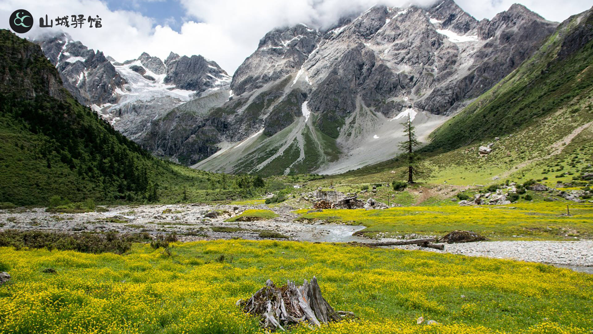 原创理想照耀中国我们了解它才能保护它云南白马雪山的滇金丝猴