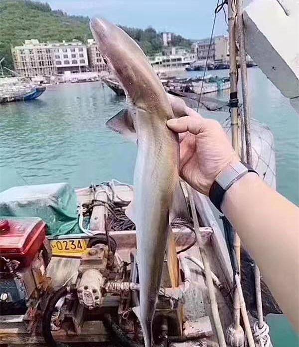 大叔红烧小白鲨,看着就有食欲,原来小白鲨还能吃啊_鲨鱼_清水_食用
