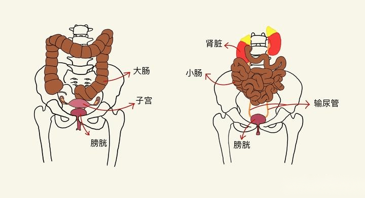 泄殖腔_进化_生物