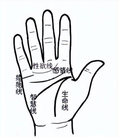 4.感情線:完美的感情線是一條橫貫手掌,清晰而連續的曲線.