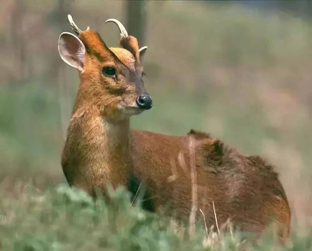 原创杭州转塘1动物疑被豹咬死当地食物丰富豹子或许留恋想做窝