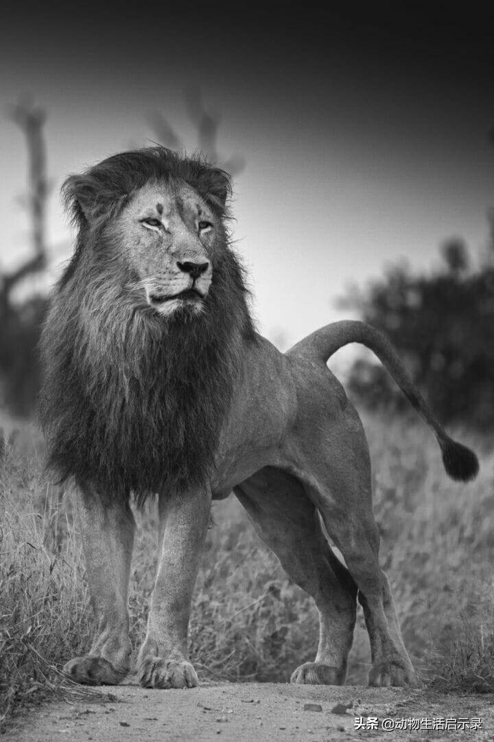 恩古渥雄狮的死亡战败于两头吉尔维雄狮生的光荣死的窝囊