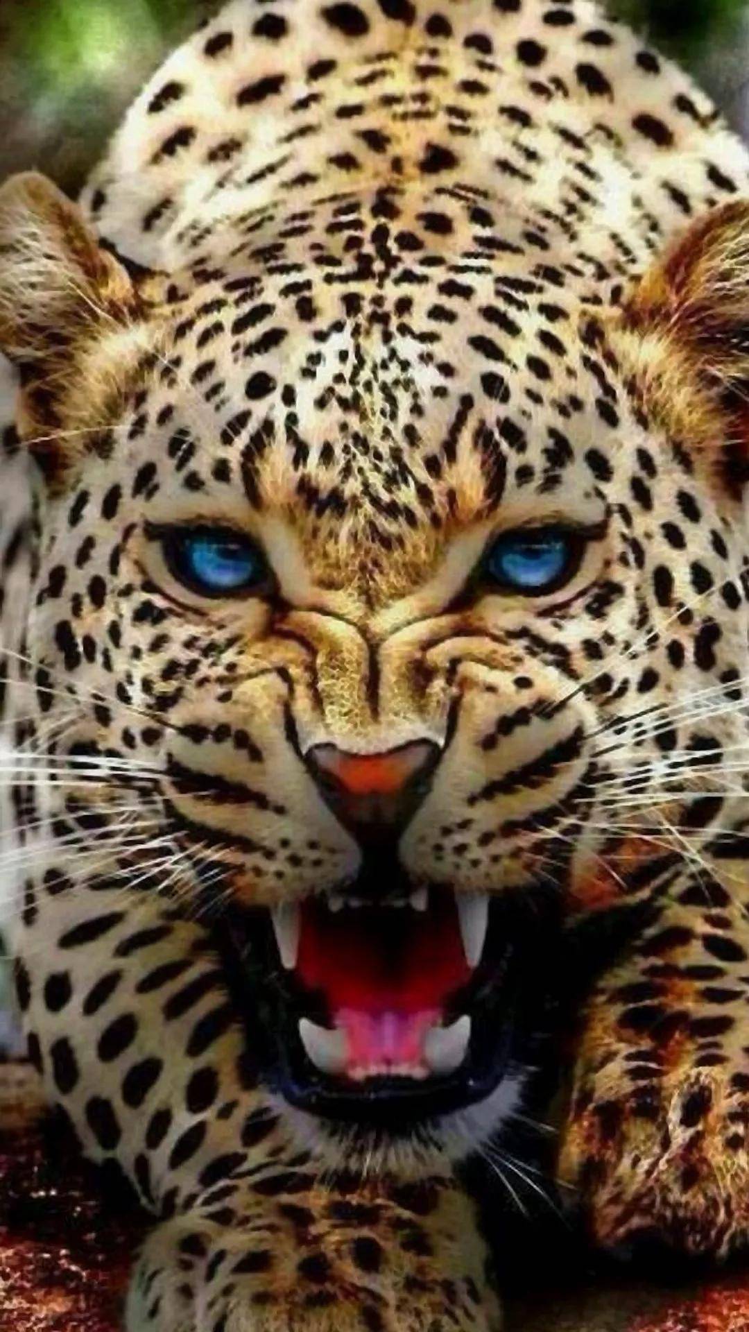 论猫科猛兽的战力比虎狮块头小的花豹不容小看