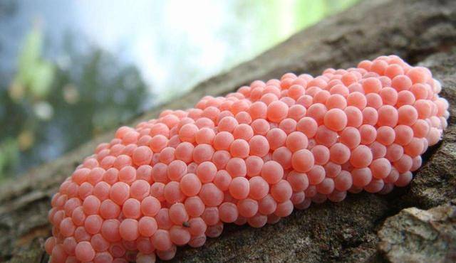 一串串的,像粉色葡萄.触目惊心.全都是福寿螺的幼卵.