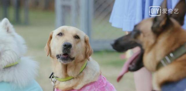 神犬小七第三季 来自搜狐网