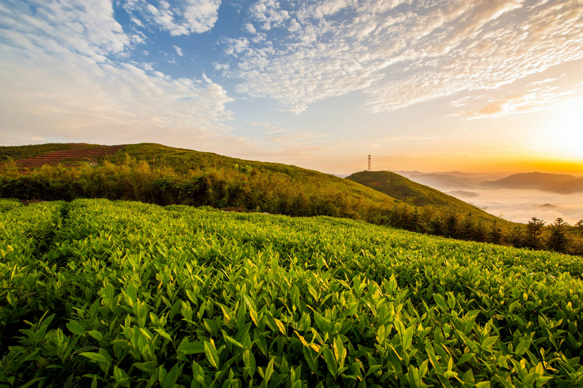 国家4a级景区安化云台山诚邀全国中高考学子免费游_云上_茶园_玻璃