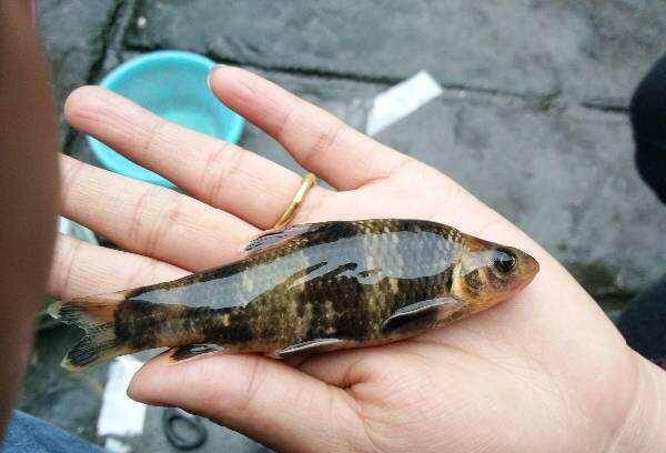 花石鲫,它不是鲫鱼,在名气上面和鲫鱼也不是一个级别的,颜色外观特别