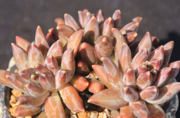 乌拉克拉,兼具暗黑系和暗纹系特点的多肉,有它养啥千代田之松?