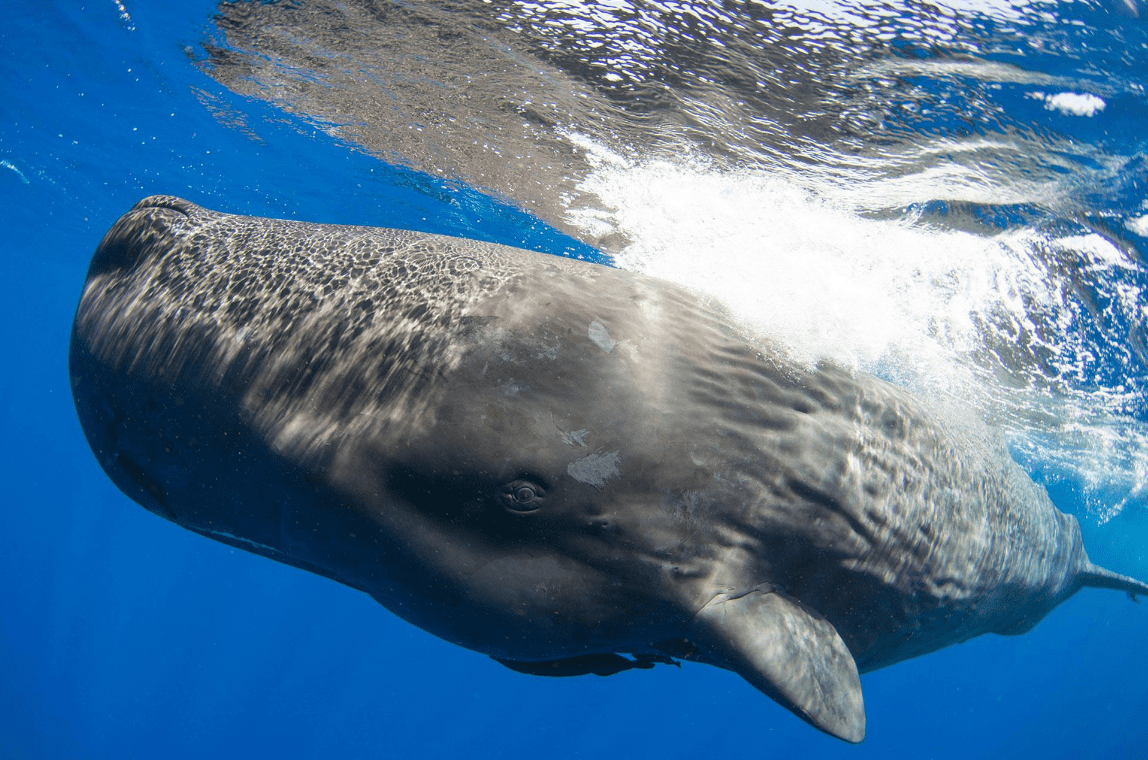 原创抹香鲸为什么叫精液鲸大脑储存1000升精液粪便也是宝贝