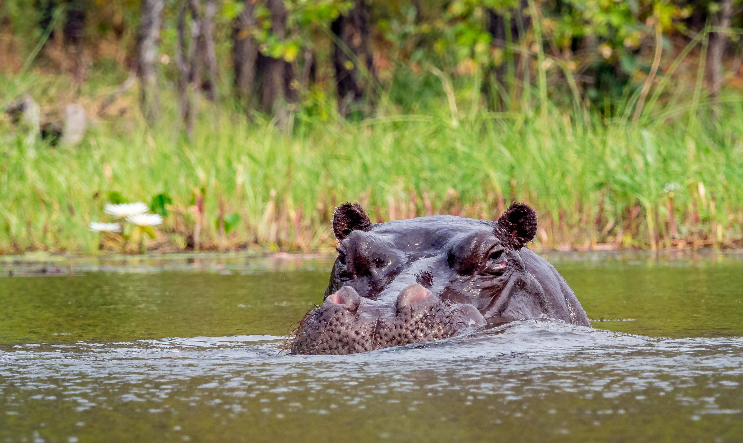 河马便便熏死鱼生物学家翻案排泄物含硅不排后果更严重