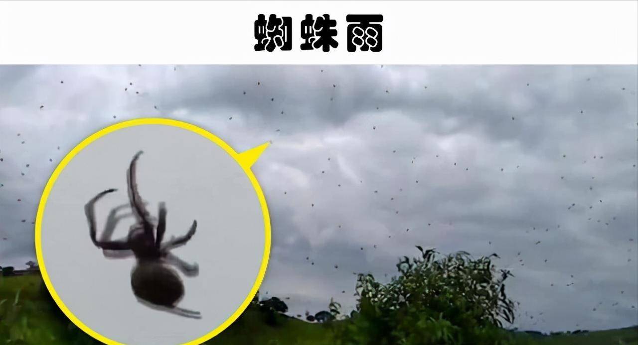 原创天上不下雨下鱼为什么天上会掉下鱼鱼雨到底怎么回事