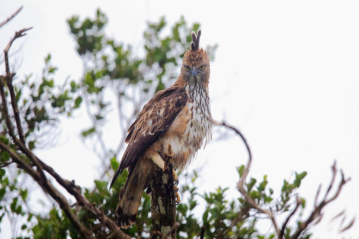 原创小学生发现矿泉水松雀鹰印错真伪只差一根羽毛松雀鹰是什么鸟