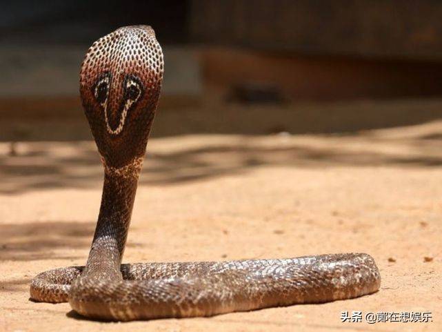 世界上最毒的蛇 排名图片