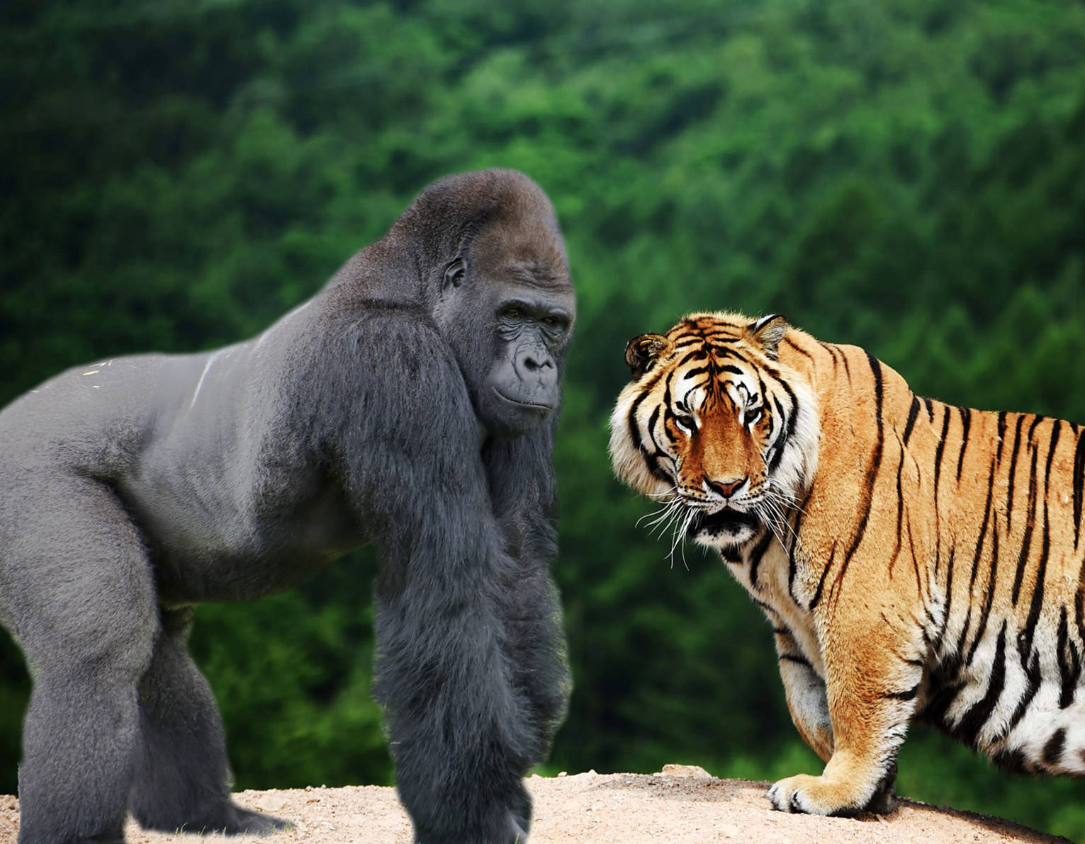 金刚猩猩vs老虎图片