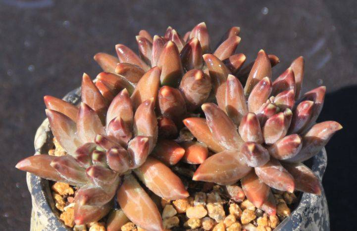 乌拉克拉,兼具暗黑系和暗纹系特点的多肉,有它养啥千代田之松?