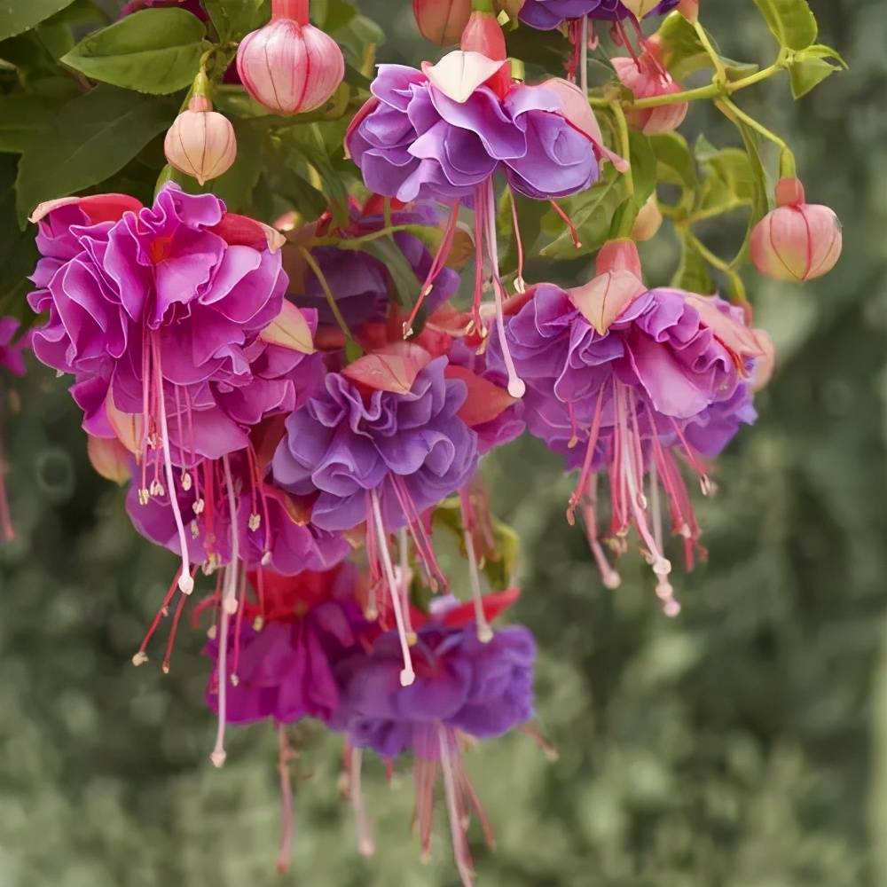 原创花花世界中的倒挂金钟大开眼界了