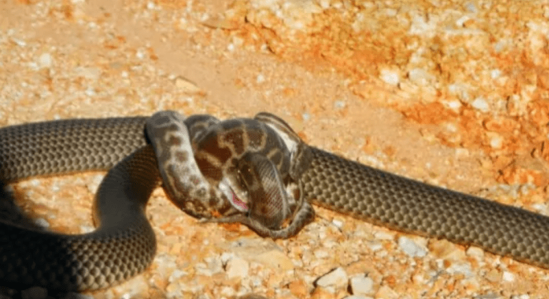 原创澳洲版眼镜王蛇性格极其暴躁惯用绳结式缠绕拿下猎物