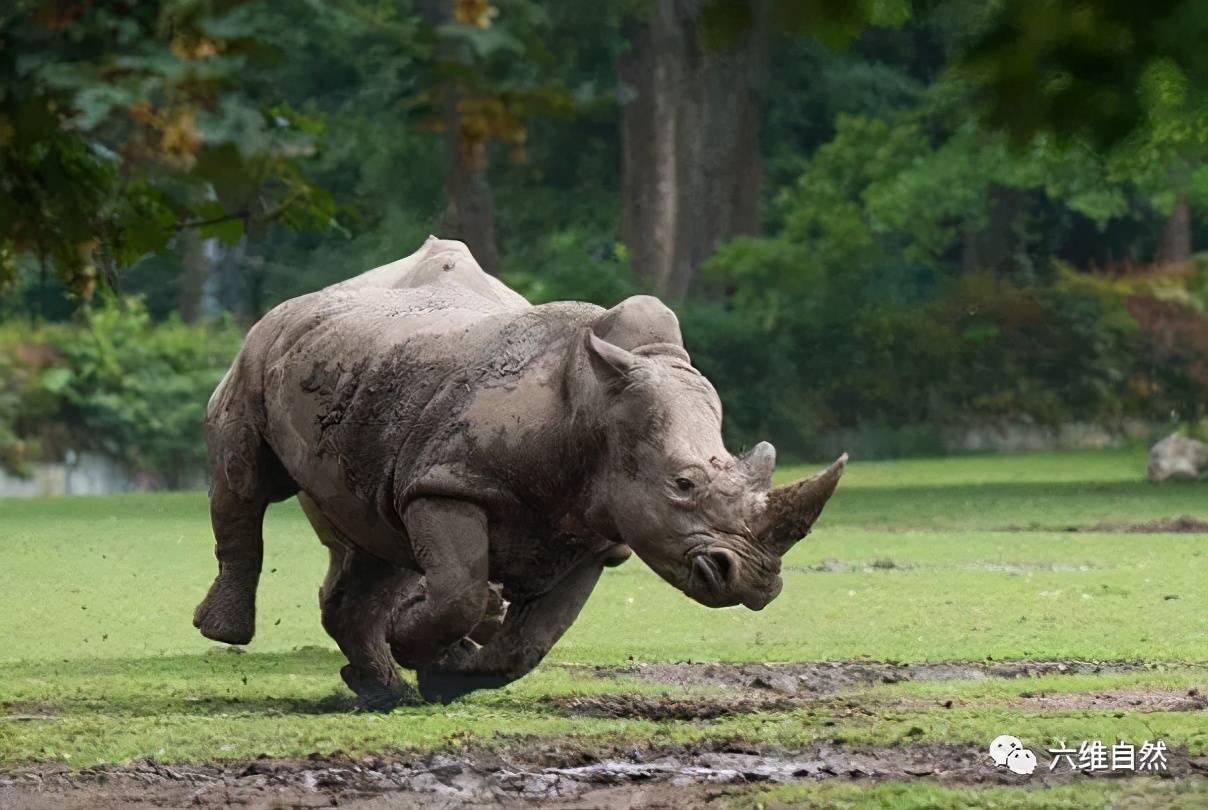 保护区一头老虎正在洗澡,却遭到犀牛主动攻击,让老虎狼狈逃走_动物