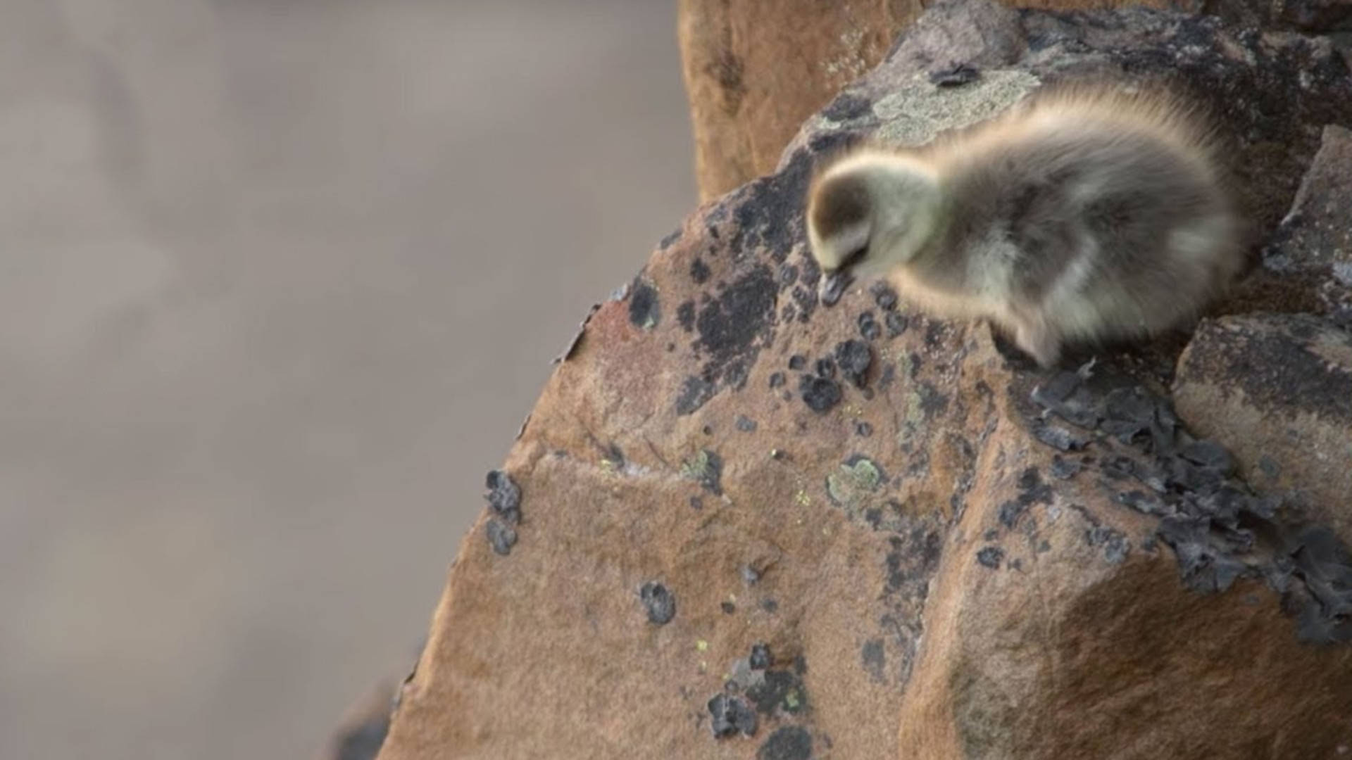 刚出生小北极鹅被逼跳悬崖肇事者竟是其母亲镜头拍下残酷一幕
