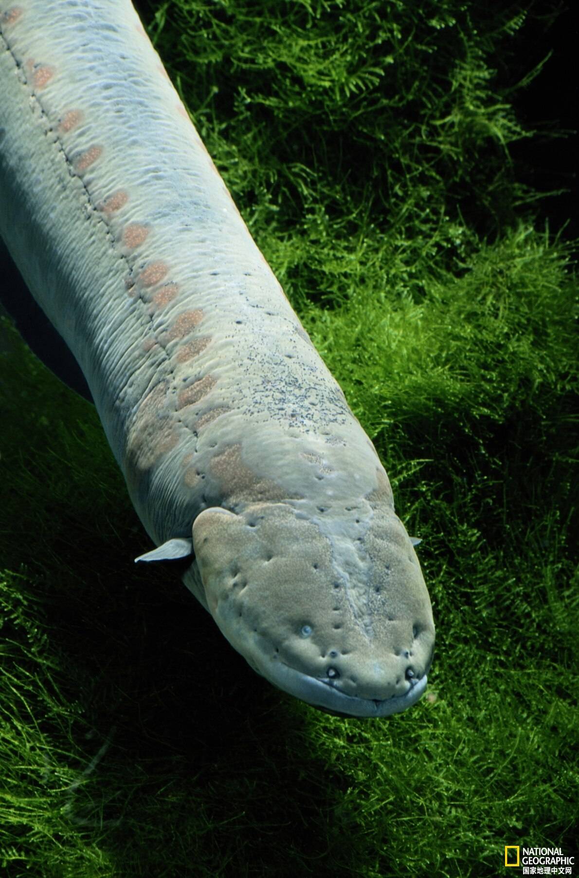 野生动物令人震惊的用电方式_电鳗_猎物_电场