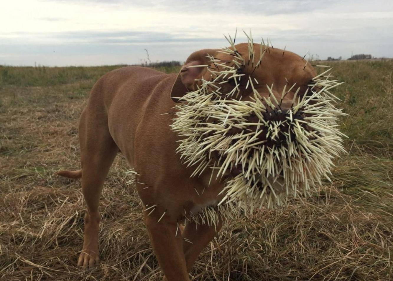 身披带刺"铁浮屠"的豪侠刺客,有何本领让猎食者望而生畏_倒刺_动物