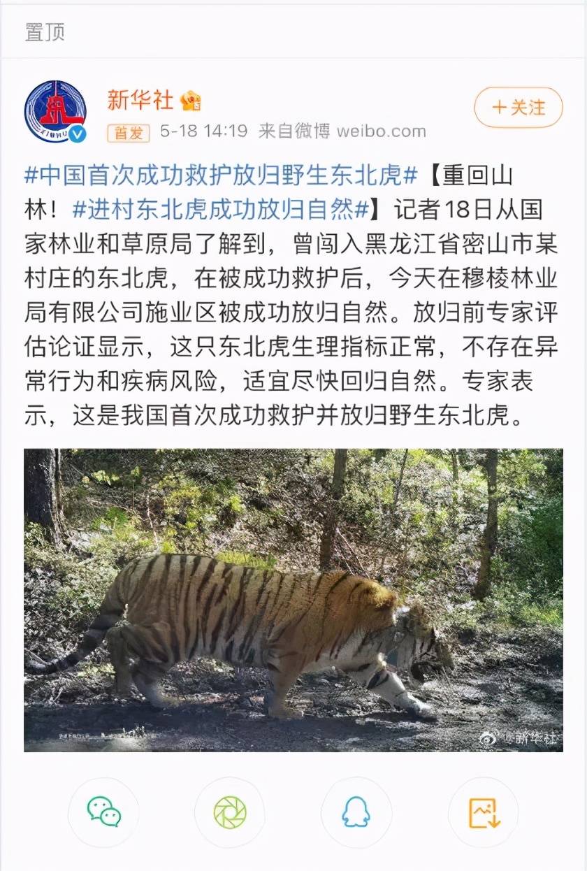 密山市一处废弃民宅内发现有老虎出现,初步判定为成年野生东北虎