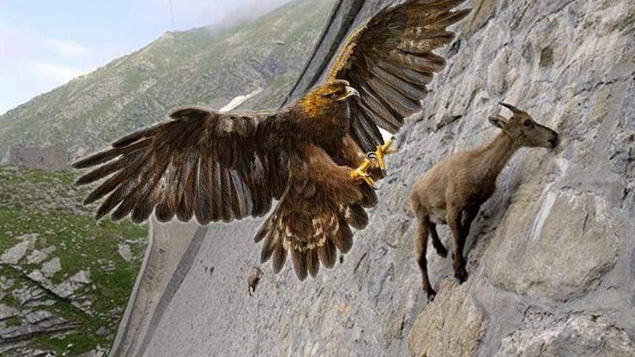 原创四川惊现飞猪奇观金雕抓起野猪拔地而起抓拍照片惊呆众人