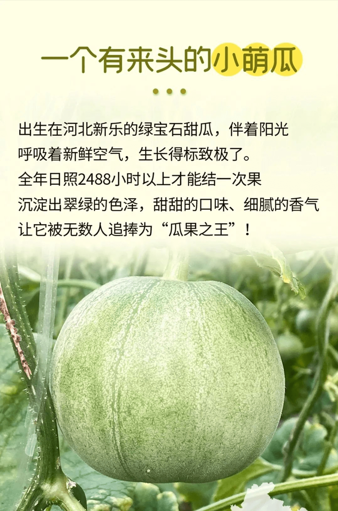 辰頤物語寶甜瓜皮脆肉嫩清甜爽口越往中心瓜肉越甜