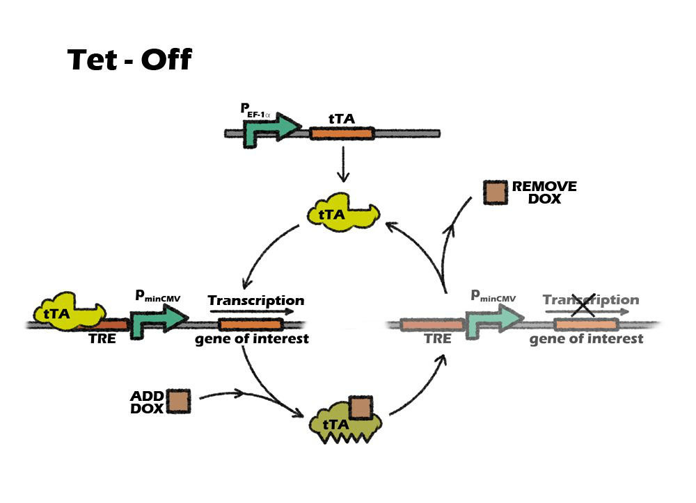Tta Rtta Tet-on/off 系统—实现基因的诱导表达_调控_rtTA_原理
