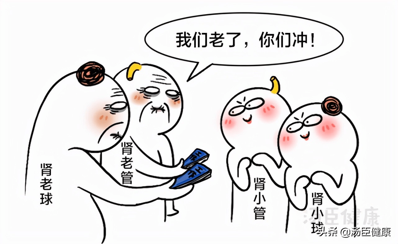 肾简笔画彩色图片